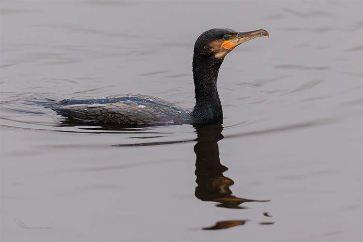  Cormorant